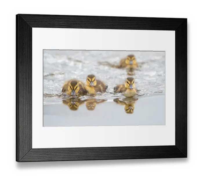 Framed Print : Four Mallard (Anas platyrhynchos) ducklings swimming towards the camera, Zuid-Holland Framed Print : Four Mallard (Anas platyrhynchos) ducklings swimming towards the camera, Zuid-Holland