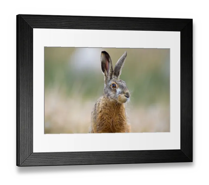 Framed Print : European Hare(Lepus europaeus) portrait, looking at the camera, The Netherlands, Zeeland Framed Print : European Hare(Lepus europaeus) portrait, looking at the camera, The Netherlands, Zeeland