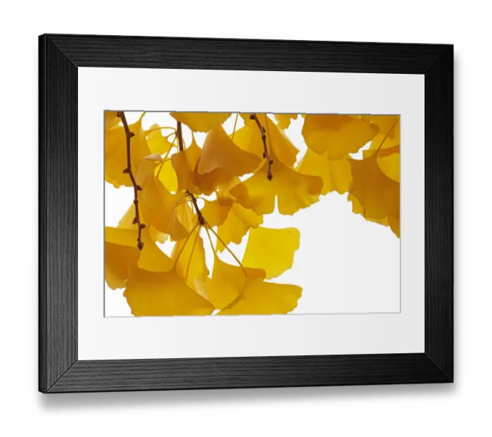 Framed Print : Ginkgo (Ginkgo biloba) leaves in autumn, The Netherlands Framed Print : Ginkgo (Ginkgo biloba) leaves in autumn, The Netherlands