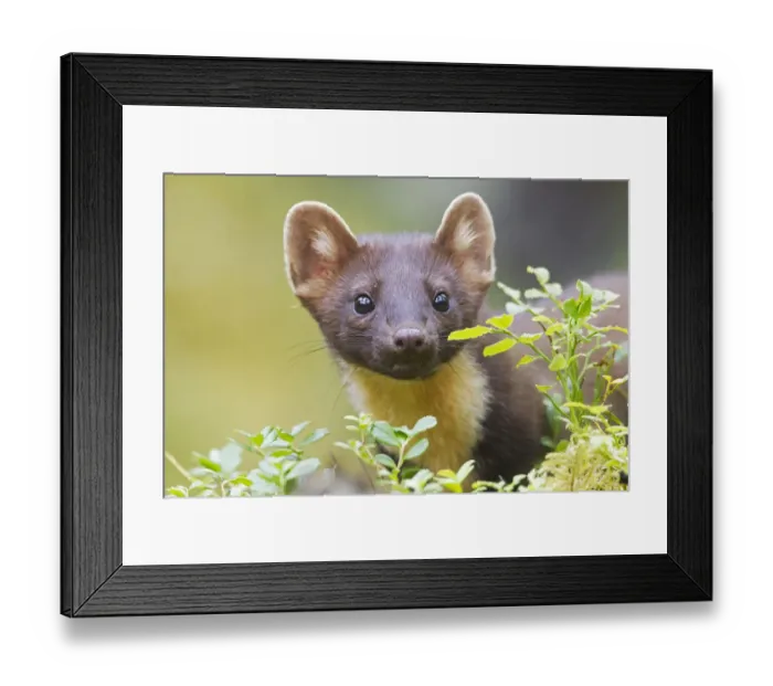 Framed Print : Pine Marten (Martes martes) portrait, Norway Framed Print : Pine Marten (Martes martes) portrait, Norway