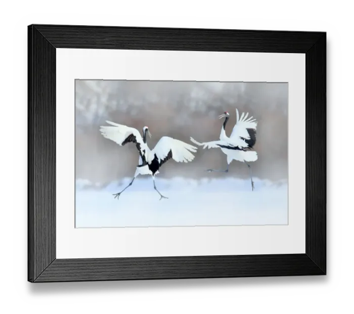 Framed Print : Red-crowned Crane (Grus japonensis) pair dancing in snow, Hokkaido, Japan Framed Print : Red-crowned Crane (Grus japonensis) pair dancing in snow, Hokkaido, Japan