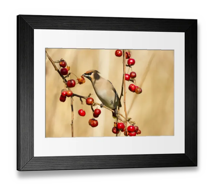 Framed Print : Bohemian Waxwing (Bombycilla garrulus) feeding on Japanese flowering crabapple Framed Print : Bohemian Waxwing (Bombycilla garrulus) feeding on Japanese flowering crabapple