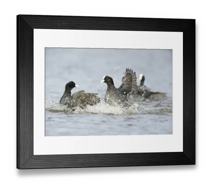 Framed Print : In Februari till the beginning of March Common Coot (Fulica atra) Framed Print : In Februari till the beginning of March Common Coot (Fulica atra)