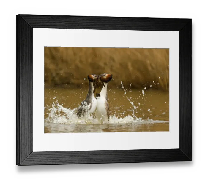 Framed Print : As part of the courting ritual, Great Crested Grebe (Podiceps cristatus) Framed Print : As part of the courting ritual, Great Crested Grebe (Podiceps cristatus)