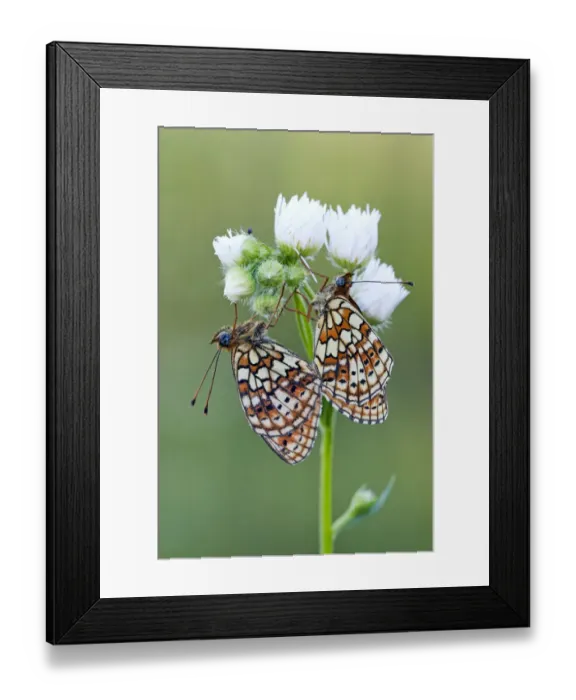 Framed Print : Couple mating, Hungary, SA¡ly, BA¼kk mountains Framed Print : Couple mating, Hungary, SA¡ly, BA¼kk mountains