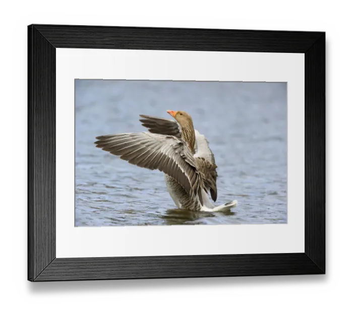 Framed Print : After this Greylag Goose (Anser anser) has cleaned its feathers he started shaking Framed Print : After this Greylag Goose (Anser anser) has cleaned its feathers he started shaking