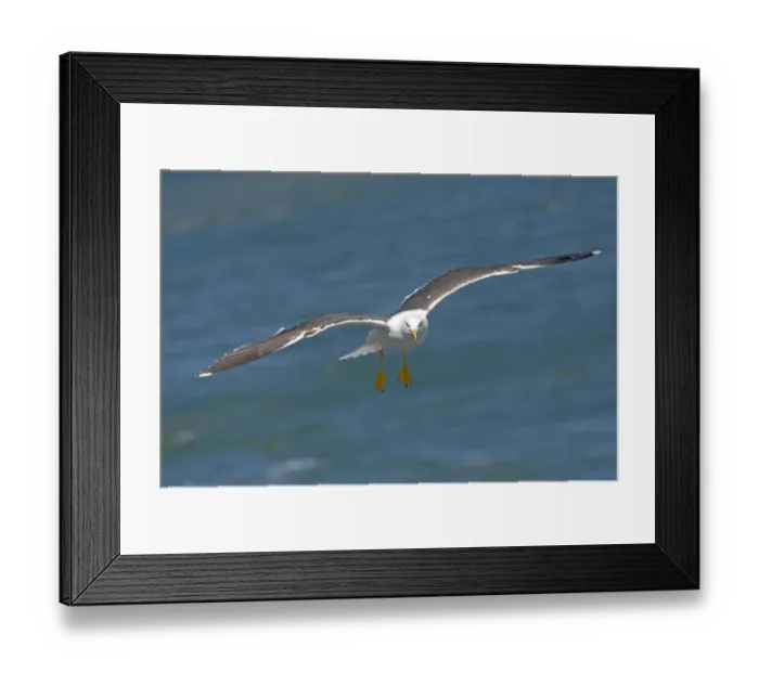 Framed Print : Lesser Black-backed Gull (Larus fuscus) Flying behind the ferry that goes from Texel to Framed Print : Lesser Black-backed Gull (Larus fuscus) Flying behind the ferry that goes from Texel to