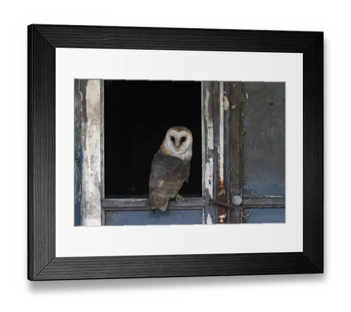 Framed Print : Barn Owl (Tyto alba) in a barn, Barchem, Gelderland, The Netherlands Framed Print : Barn Owl (Tyto alba) in a barn, Barchem, Gelderland, The Netherlands