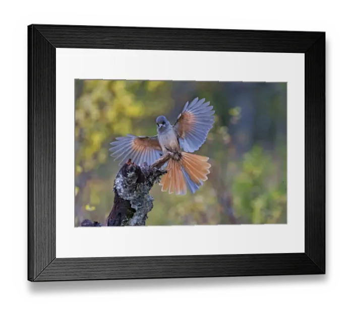 Framed Print : Siberan Jay (Perisoreus infaustus) landing, Flatruet National Park, JazAamtlands, Sweden Framed Print : Siberan Jay (Perisoreus infaustus) landing, Flatruet National Park, JazAamtlands, Sweden