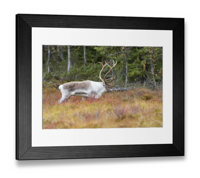 Framed Print : Reindeer (Rangifer tarandus) bull walking in tundra landscape, Flatruet National Park Framed Print : Reindeer (Rangifer tarandus) bull walking in tundra landscape, Flatruet National Park