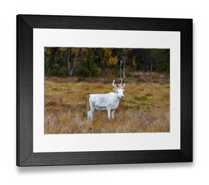 Framed Print : Reindeer (Rangifer tarandus) calf standing in tundra landscape, Flatruet National Park Framed Print : Reindeer (Rangifer tarandus) calf standing in tundra landscape, Flatruet National Park