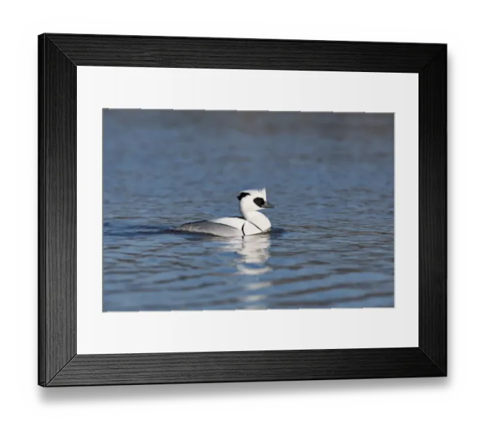 Framed Print : Smew (Mergellus albellus) smimming, Robbenoordbos, Noord-holland, The Netherlands Framed Print : Smew (Mergellus albellus) smimming, Robbenoordbos, Noord-holland, The Netherlands