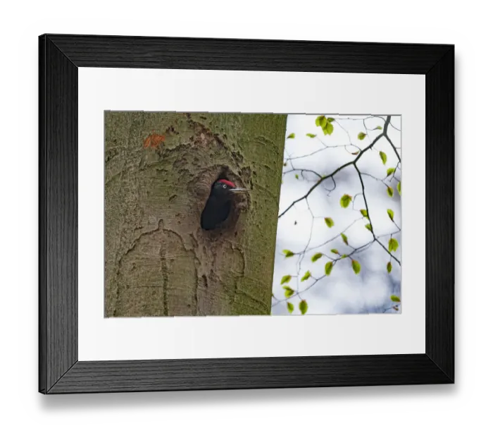 Framed Print : Black Woodpecker (Dryocopus martus) looking out of its nesthole Framed Print : Black Woodpecker (Dryocopus martus) looking out of its nesthole