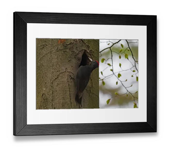 Framed Print : Black woodpecker (Dryocopus maritus) male near entrance of nesthole in tree trunk Framed Print : Black woodpecker (Dryocopus maritus) male near entrance of nesthole in tree trunk