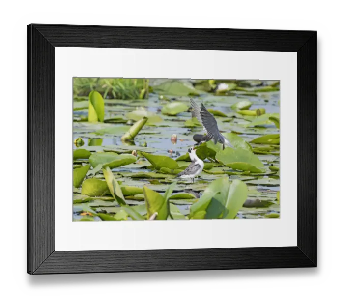 Framed Print : Black Tern (Chlidonias niger) adult feeding its young, Zouweboezem, Zuid-Holland Framed Print : Black Tern (Chlidonias niger) adult feeding its young, Zouweboezem, Zuid-Holland