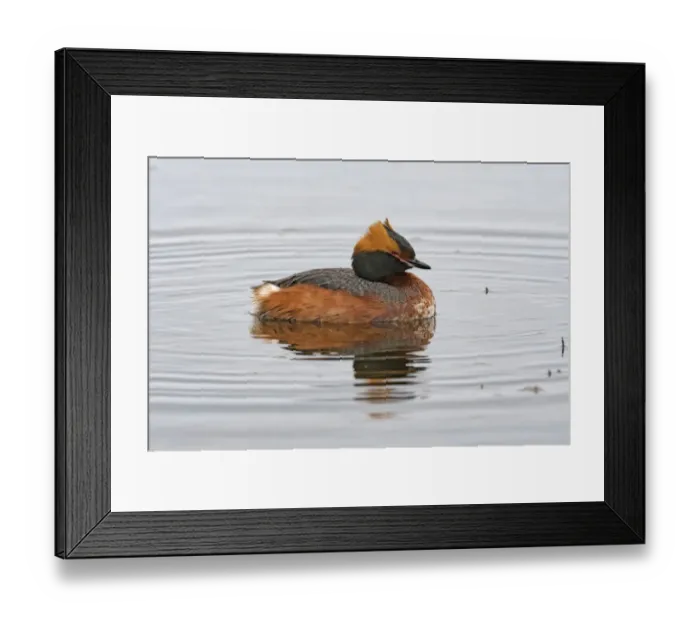 Framed Print : Slavonian Grebe (Podiceps auritus) on the water. Lake Myvatn in Iceland is home of many