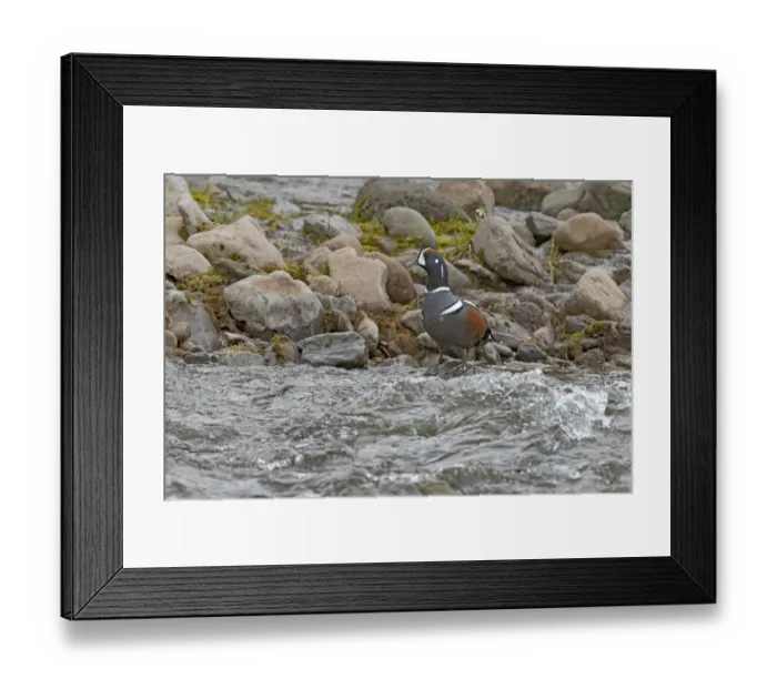 Framed Print : Harlequin Duck (Histrionicus histrionicus) standing at the waters edge on a stone Framed Print : Harlequin Duck (Histrionicus histrionicus) standing at the waters edge on a stone