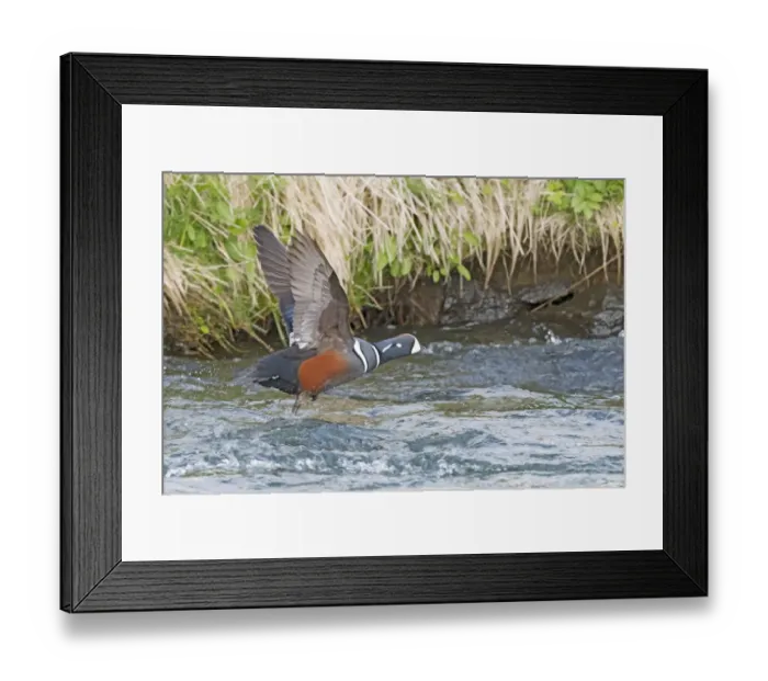 Framed Print : Harlequin Duck (Histrionicus histrionicus) male taking off from the water, Laxa River Framed Print : Harlequin Duck (Histrionicus histrionicus) male taking off from the water, Laxa River