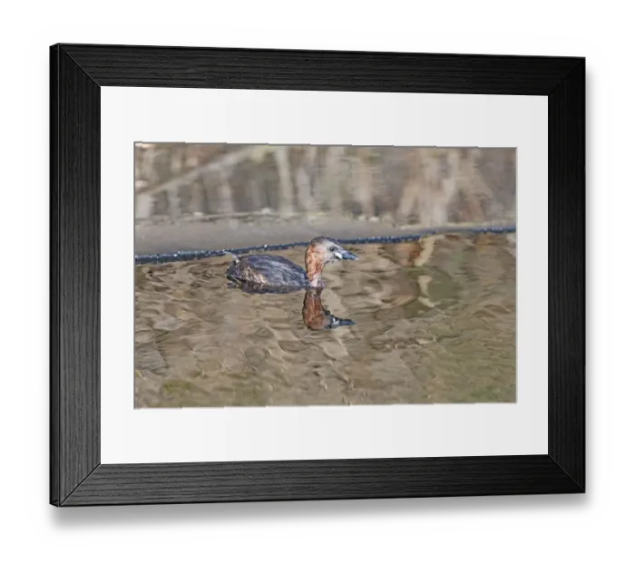 Framed Print : Little Grebe (Tachybaptus ruficollis) swimming in a hole in the ice, Callantsoog Framed Print : Little Grebe (Tachybaptus ruficollis) swimming in a hole in the ice, Callantsoog