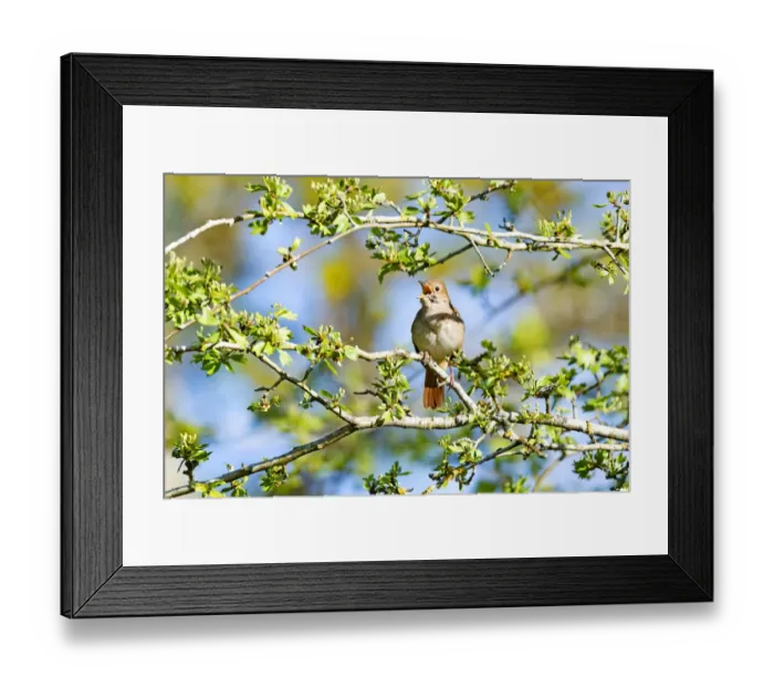 Framed Print : Rufous Nightingale (Luscinia megarhynchos) perched in a tree while singing, Dunes Framed Print : Rufous Nightingale (Luscinia megarhynchos) perched in a tree while singing, Dunes