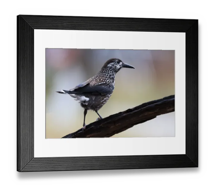 Framed Print : Spotted Nutcracker (Nucifraga caryocatactes) perched on wood Framed Print : Spotted Nutcracker (Nucifraga caryocatactes) perched on wood