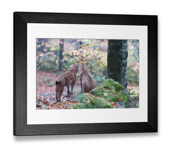Framed Print : Two Eurasian lynxes (Lynx lynx) standing in a forest, Bavarian forest, Bayern, Germany Framed Print : Two Eurasian lynxes (Lynx lynx) standing in a forest, Bavarian forest, Bayern, Germany