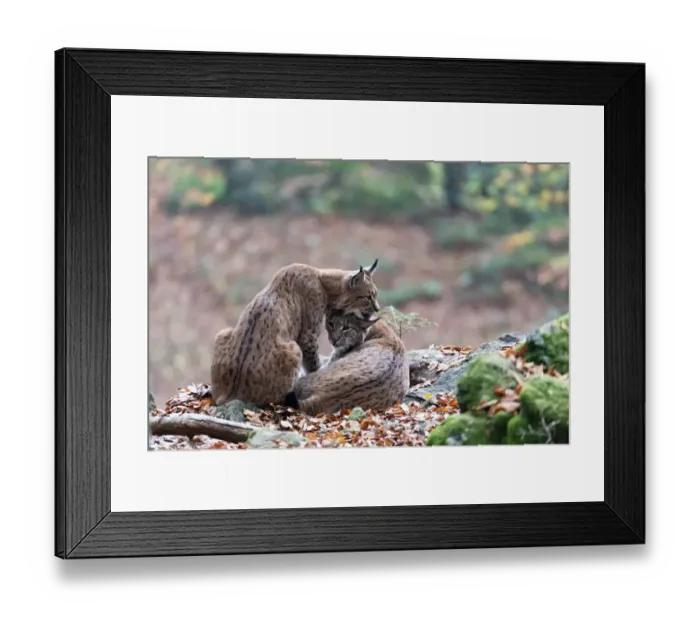 Framed Print : Eurasian lynx (Lynx lynx) couple, Bavarian forest, Bayern, Germany Framed Print : Eurasian lynx (Lynx lynx) couple, Bavarian forest, Bayern, Germany