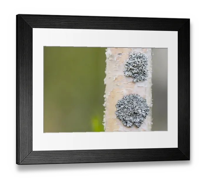 Framed Print : Lichen on Birch, Oulu, Finland Framed Print : Lichen on Birch, Oulu, Finland