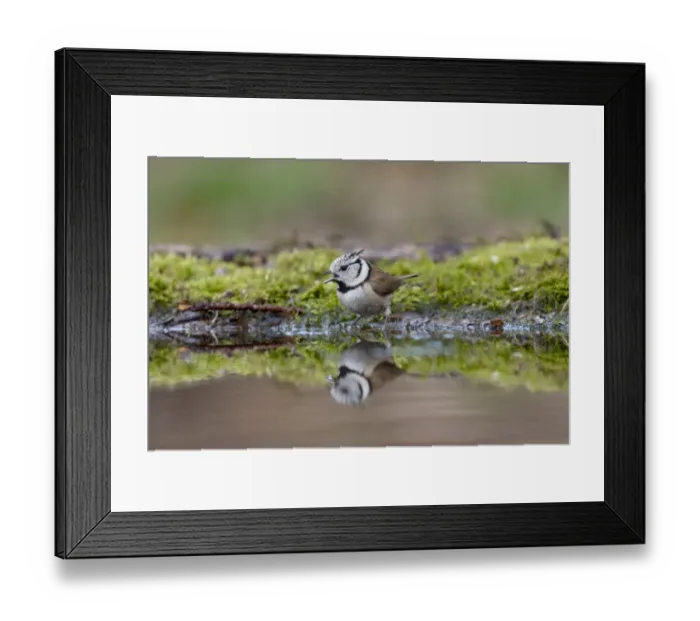 Framed Print : Crested Tit (Parus cristatus) drinking, Lemelerberg, Overijssel, the Netherlands Framed Print : Crested Tit (Parus cristatus) drinking, Lemelerberg, Overijssel, the Netherlands