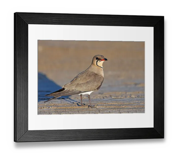 Framed Print : Collared Pratincole (Glareola pratincola) at the coast. The Collared Pratincole is one of Framed Print : Collared Pratincole (Glareola pratincola) at the coast. The Collared Pratincole is one of
