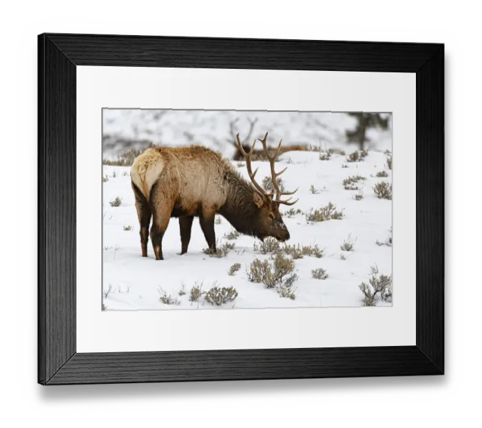 Framed Print : Wapiti (Cervus canadensis) foraging in the snow, Yellowstone National Park, Wyoming, USA Framed Print : Wapiti (Cervus canadensis) foraging in the snow, Yellowstone National Park, Wyoming, USA