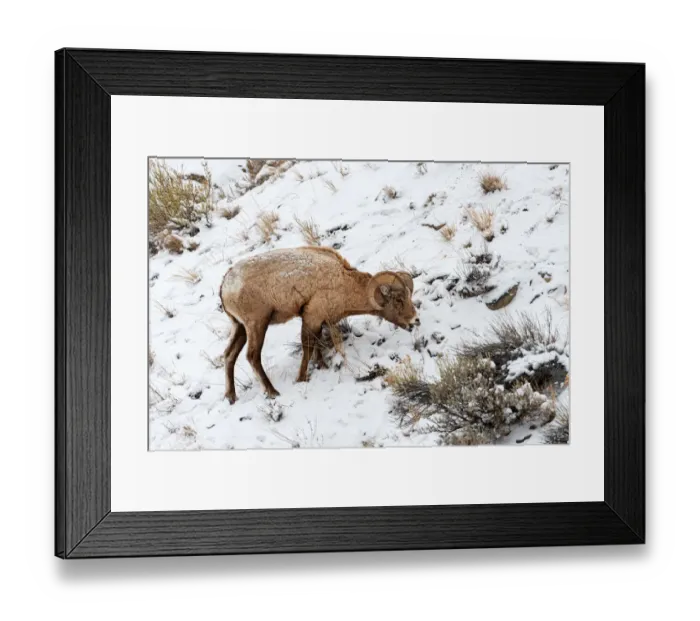 Framed Print : Bighorn Sheep (Ovis canadensis) foraging in the snow near the west entrance Framed Print : Bighorn Sheep (Ovis canadensis) foraging in the snow near the west entrance