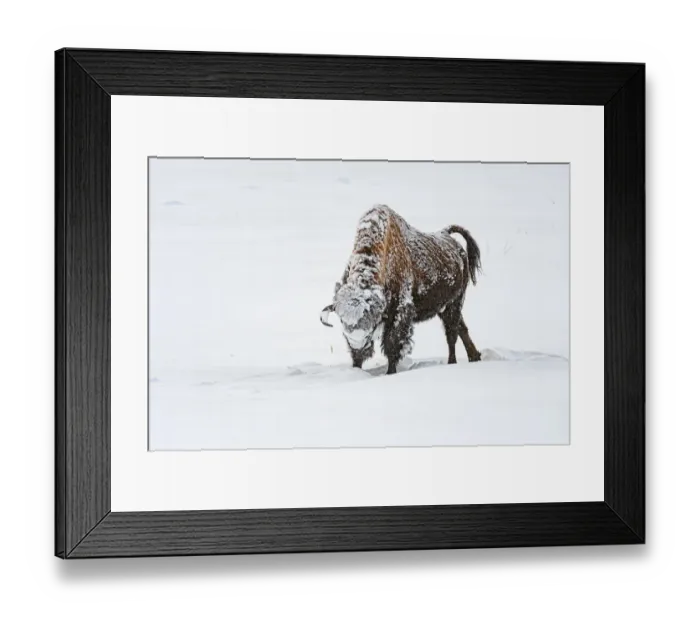 Framed Print : American Bison (Bison bison) standing in the snow, Yellowstone National Park, Wyoming Framed Print : American Bison (Bison bison) standing in the snow, Yellowstone National Park, Wyoming
