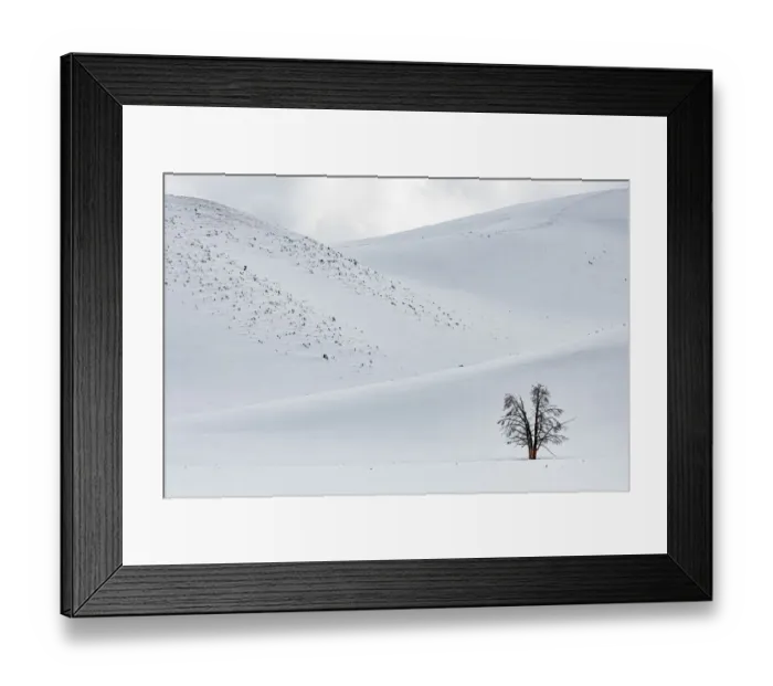 Framed Print : Lonely Tree at Hayden Valley, Yellowstone National Park, Wyoming, USA Framed Print : Lonely Tree at Hayden Valley, Yellowstone National Park, Wyoming, USA