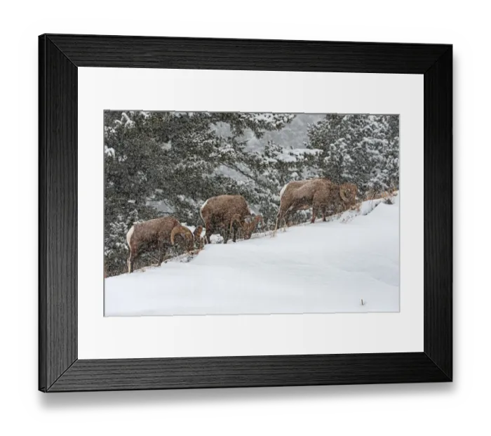 Framed Print : Bighorn Sheep (Ovis canadensis) in snowstorm near Hebgen Lake, Yellowstone National Park Framed Print : Bighorn Sheep (Ovis canadensis) in snowstorm near Hebgen Lake, Yellowstone National Park