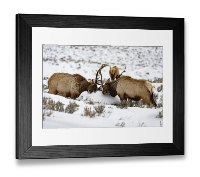 Framed Print : Wapiti (Cervus canadensis) stags playfighting in the snow, Yellowstone National Park Framed Print : Wapiti (Cervus canadensis) stags playfighting in the snow, Yellowstone National Park