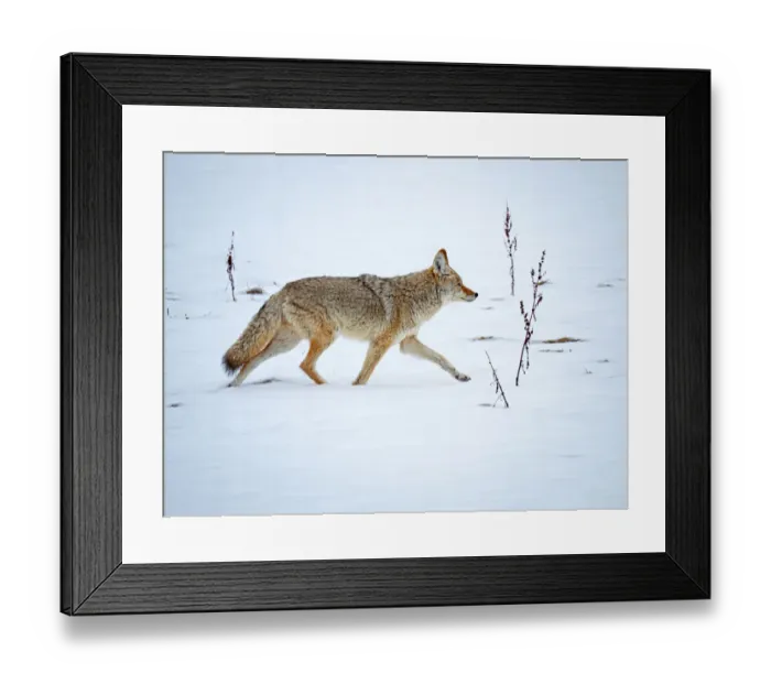 Framed Print : Coyote (Canis latrans) walking through the snow at Firehole River Framed Print : Coyote (Canis latrans) walking through the snow at Firehole River