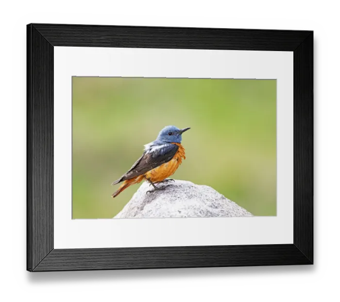 Framed Print : Common Rock Thrush (Monticola saxatilis) formerly Rufous-tailed Rock Thrush Framed Print : Common Rock Thrush (Monticola saxatilis) formerly Rufous-tailed Rock Thrush