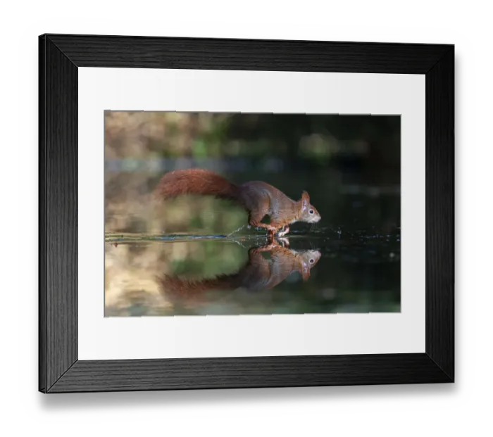 Framed Print : Red Squirrel (Sciurus vulgaris) running through the water, Noord-Brabant, The Netherlands Framed Print : Red Squirrel (Sciurus vulgaris) running through the water, Noord-Brabant, The Netherlands