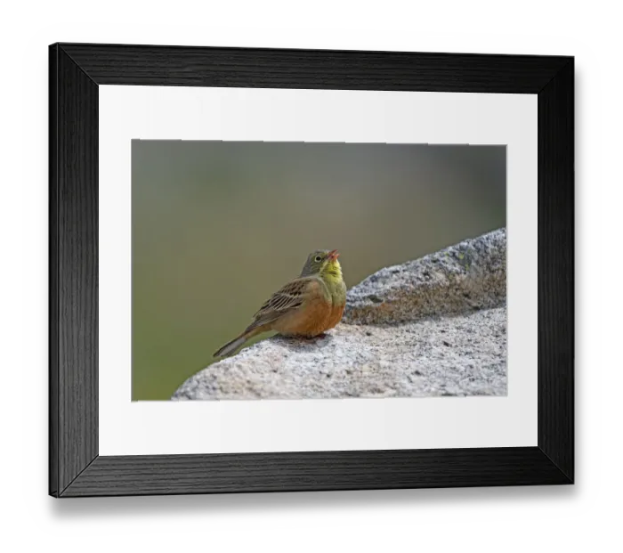 Framed Print : Ortolan Bunting (Emberiza hortulana) male singing from a rock, Sierra de Gredos, Avila Framed Print : Ortolan Bunting (Emberiza hortulana) male singing from a rock, Sierra de Gredos, Avila