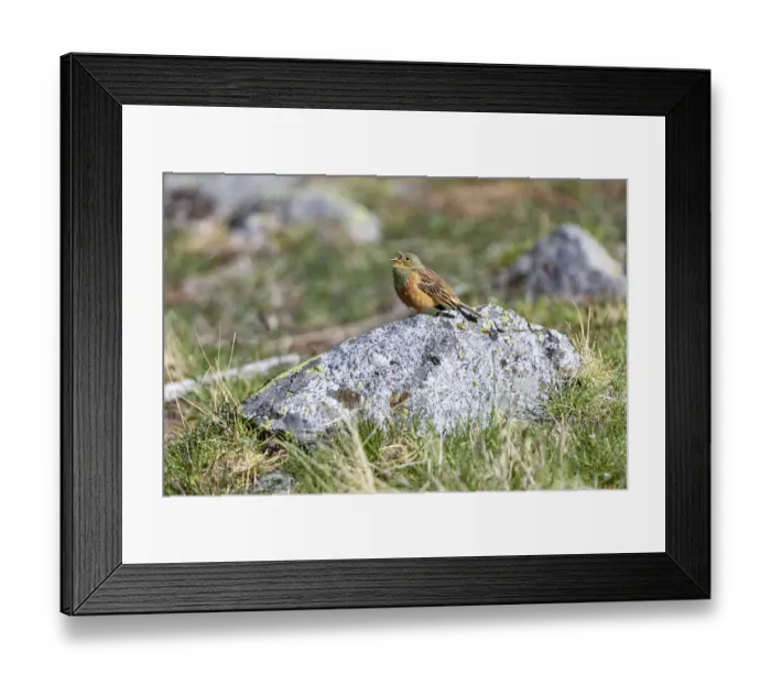Framed Print : Ortolan Bunting (Emberiza hortulana) male singing on top of a rock, Sierra de Gredos