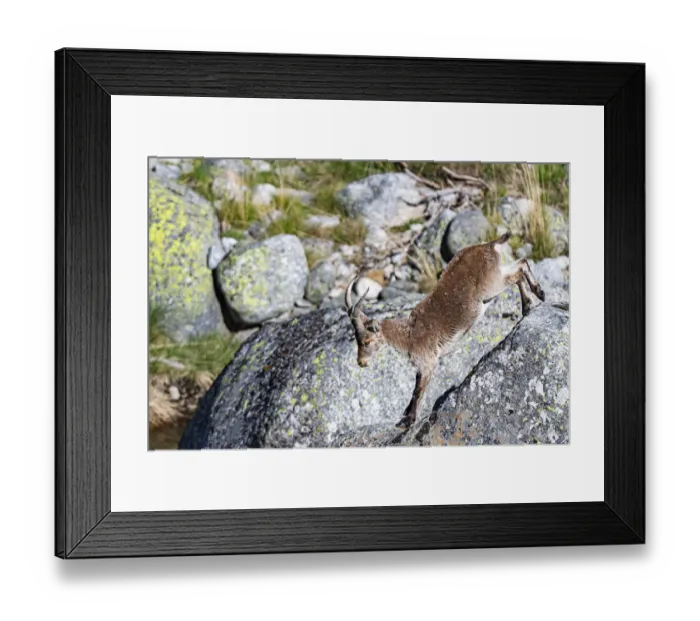 Framed Print : Spanish Ibex (Capra pyrenaica) male jumping from rock, Siera de Gredos, Avila, Spain Framed Print : Spanish Ibex (Capra pyrenaica) male jumping from rock, Siera de Gredos, Avila, Spain
