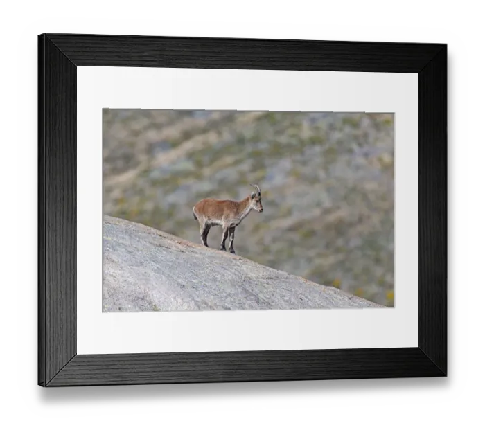 Framed Print : Spanish Ibex (Capra pyrenaica) young male on the lookout, Sierra de Gredos, Avila, Spain Framed Print : Spanish Ibex (Capra pyrenaica) young male on the lookout, Sierra de Gredos, Avila, Spain