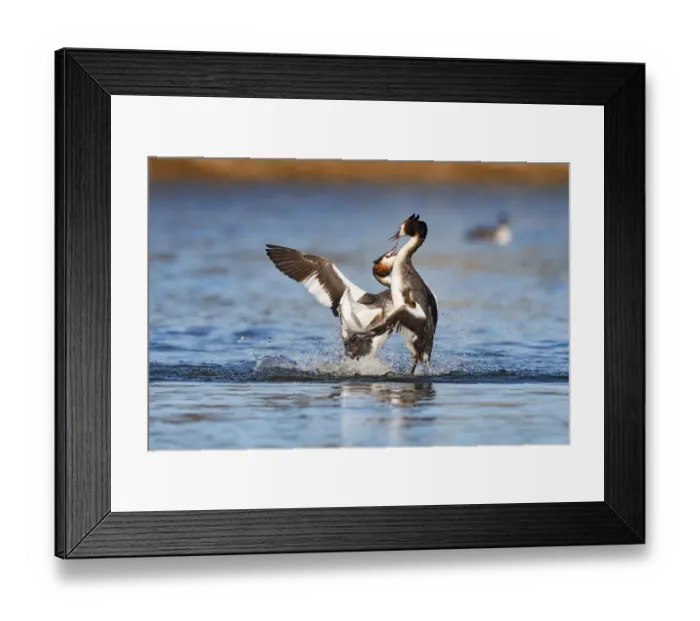Framed Print : Great Crested Grebes (Podiceps cristatus) fighting on the water, Lake IJssel Framed Print : Great Crested Grebes (Podiceps cristatus) fighting on the water, Lake IJssel