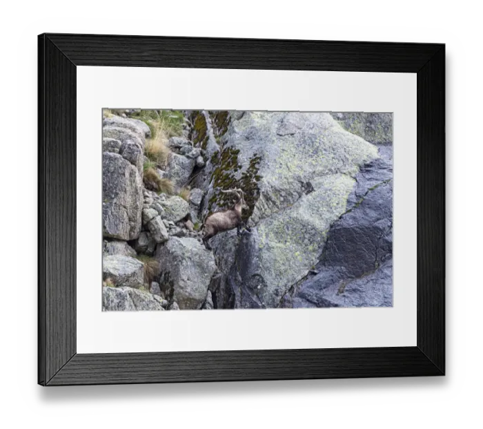 Framed Print : Spanish Ibex (Capra pyrenaica) male jumping over rocks, Sierra de Gredos, Avila, Spain Framed Print : Spanish Ibex (Capra pyrenaica) male jumping over rocks, Sierra de Gredos, Avila, Spain