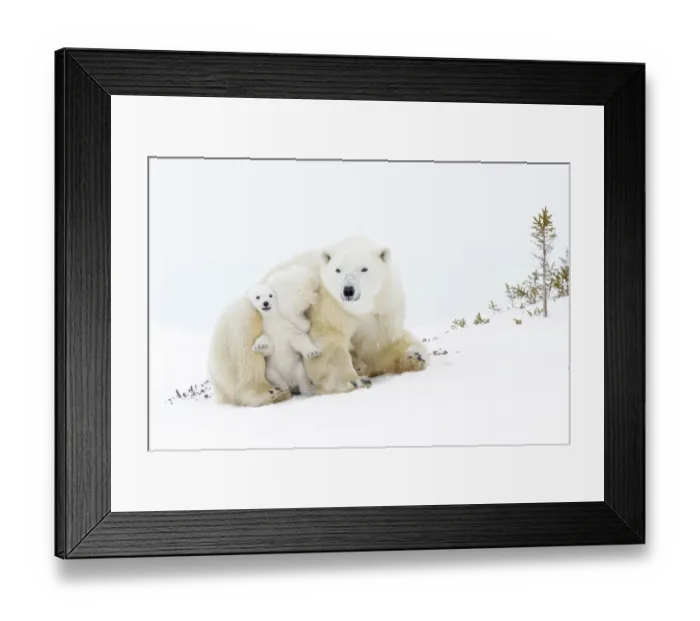Framed Print : Polar bear mother (Ursus maritimus) getting up on tundra, with two new born cubs playing Framed Print : Polar bear mother (Ursus maritimus) getting up on tundra, with two new born cubs playing