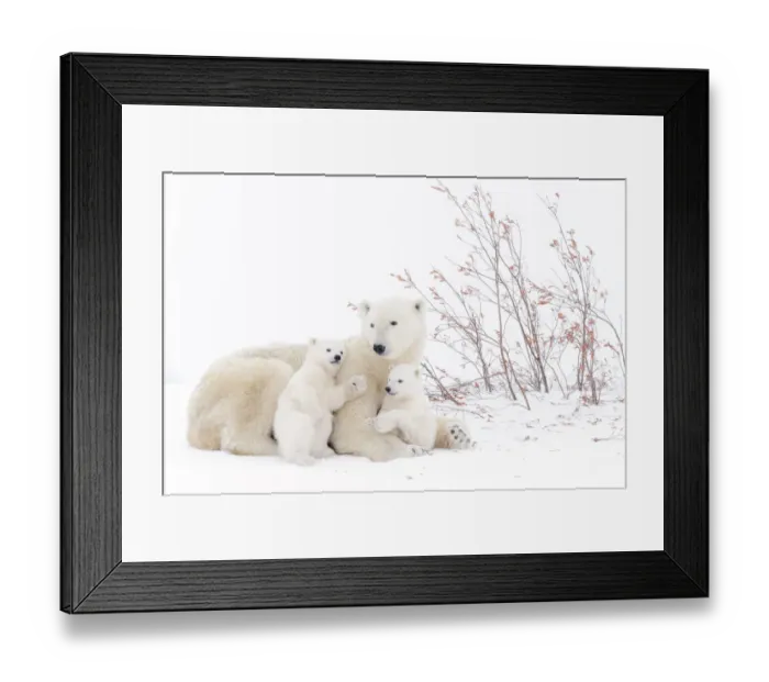 Framed Print : Polar bear mother (Ursus maritimus) lying down on tundra, with two new born cubs playing Framed Print : Polar bear mother (Ursus maritimus) lying down on tundra, with two new born cubs playing