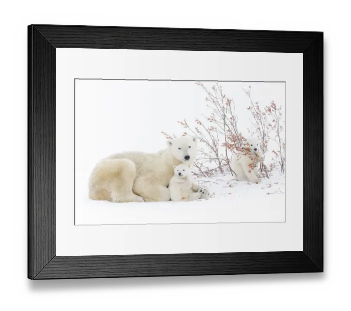 Framed Print : Polar bear mother (Ursus maritimus) lying down on tundra, with two new born cubs playing
