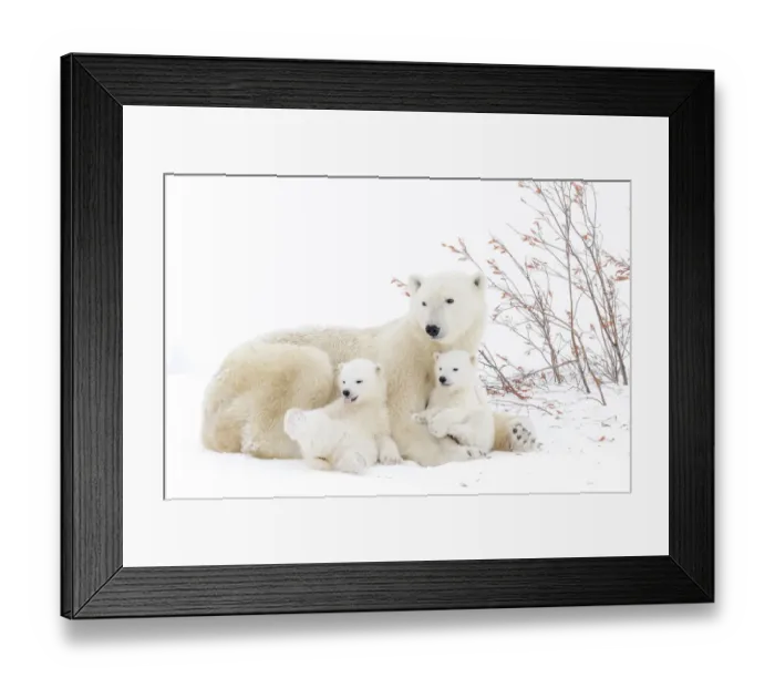 Framed Print : Polar Bear (Ursus maritimus) mother lying down on snow-covered tundra with two new born Framed Print : Polar Bear (Ursus maritimus) mother lying down on snow-covered tundra with two new born