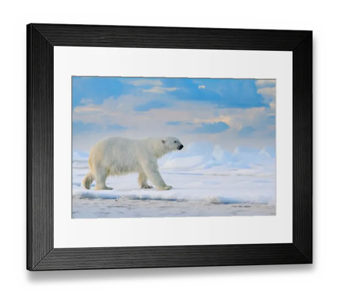 Framed Print : Polar Bear (Ursus maritimus) adult on snowy drift ice, Canada Framed Print : Polar Bear (Ursus maritimus) adult on snowy drift ice, Canada